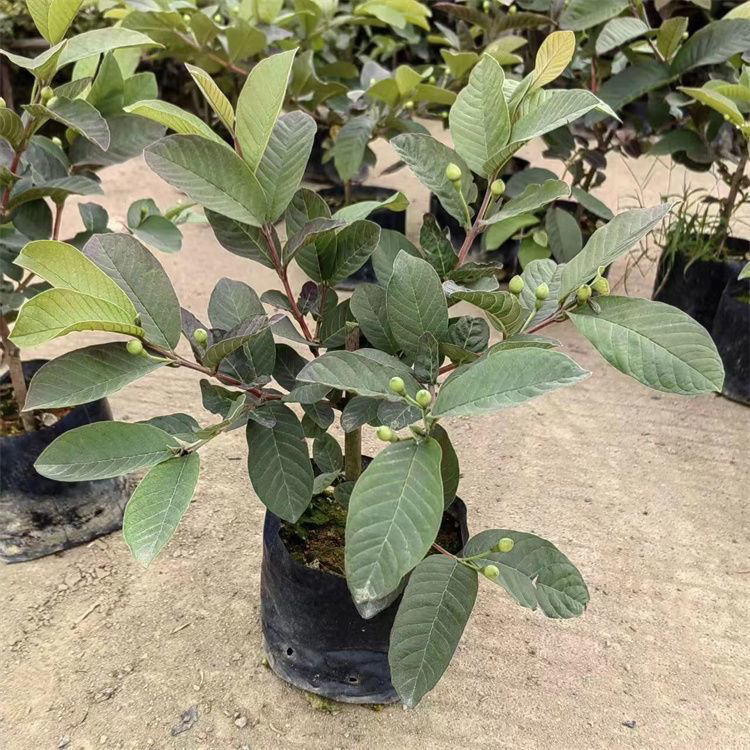 胭脂红芭乐黄金奶油芭乐珍珠番石榴高压果树苗盆栽地栽四季