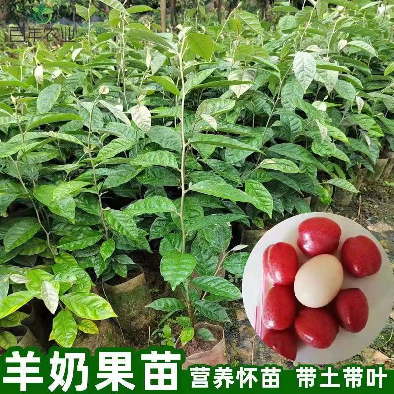 纯甜品种德甜2号羊奶果树苗南方四季盆栽地栽种植果树