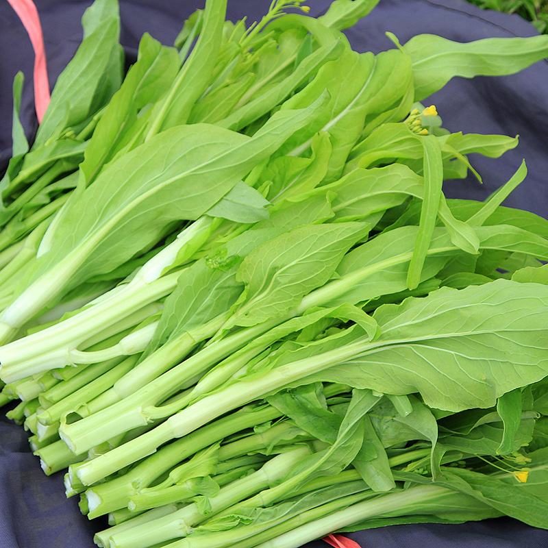 湖北新鲜白菜苔绿菜苔菜心菜杆子菜农家自种现摘