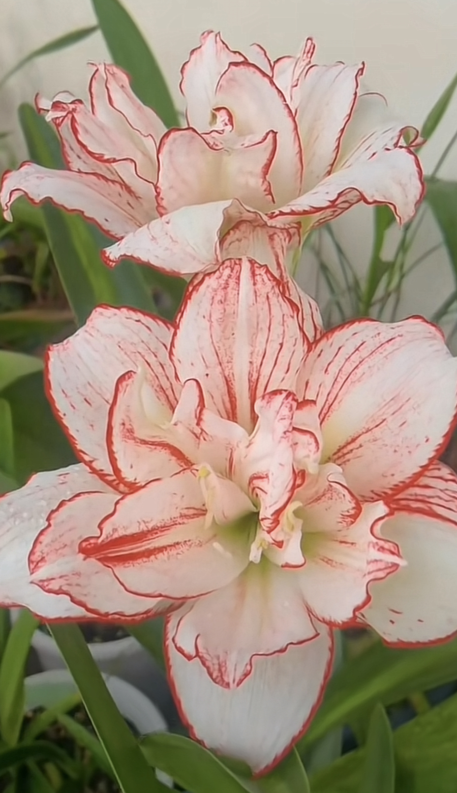 白勒羽芙蓉朱顶红3厘米（黄叶蔫叶属正常情况，不包养护，不接受慎拍