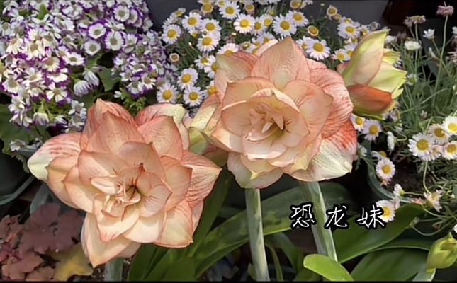台朱恐龙妹3+厘米包对版（黄叶蔫叶正常情况，不包养护，不接受慎拍）