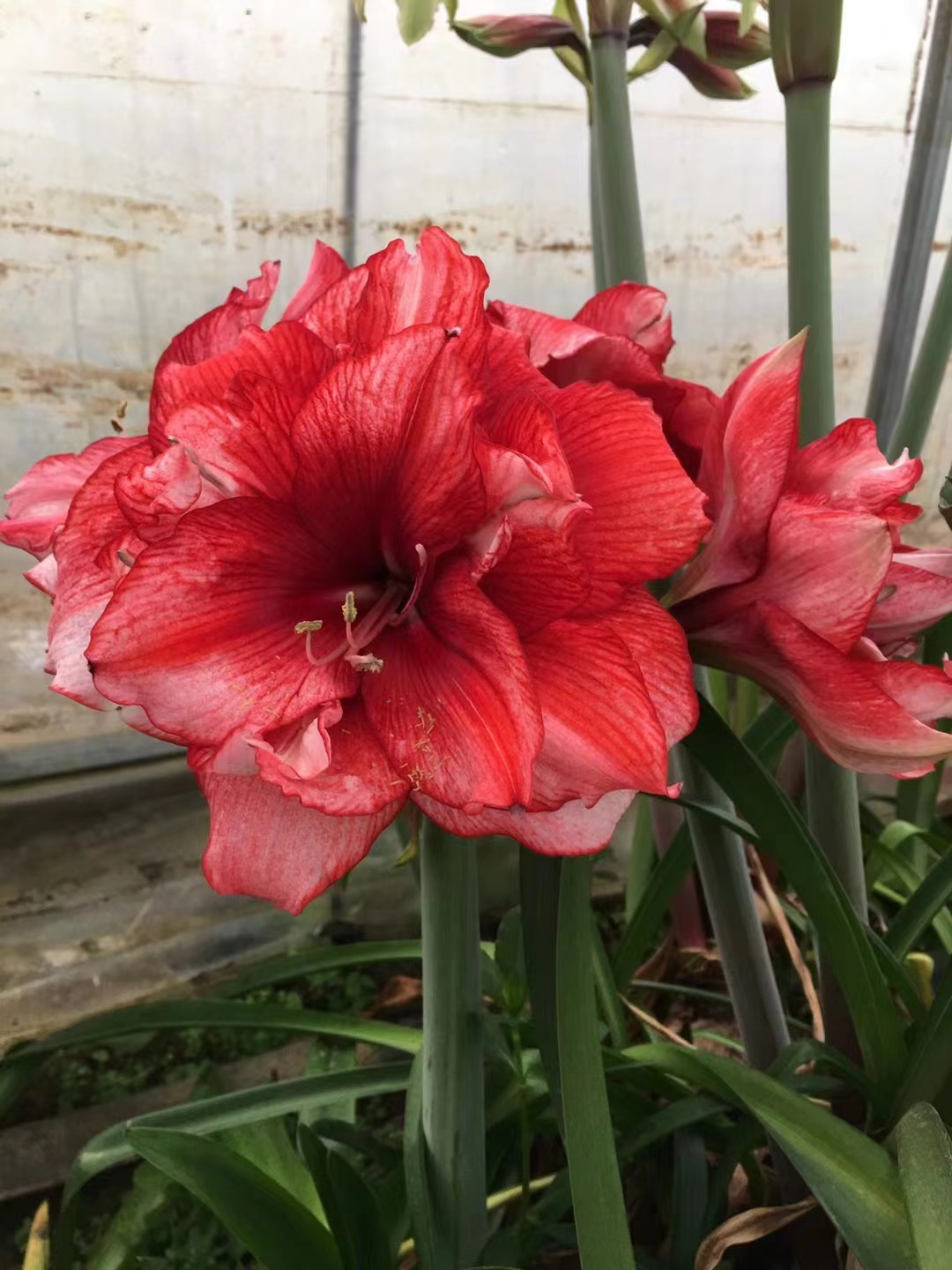 唐妃朱顶红切球苗3厘米（黄叶蔫叶属正常情况，不包养护，不接受慎拍