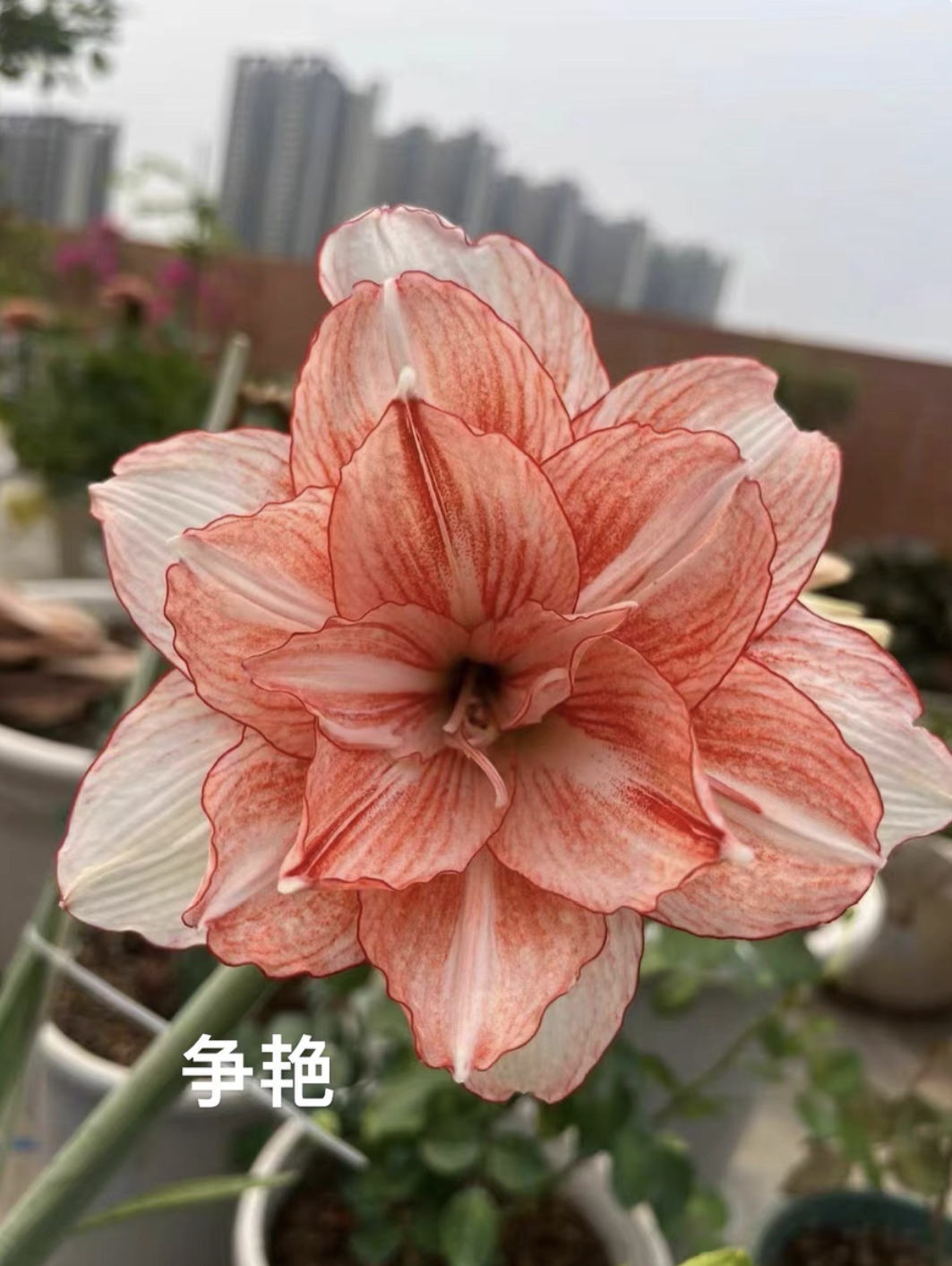 争艳朱顶红小苗包对版3厘米左右（黄叶蔫叶属正常情况，不接受慎拍）