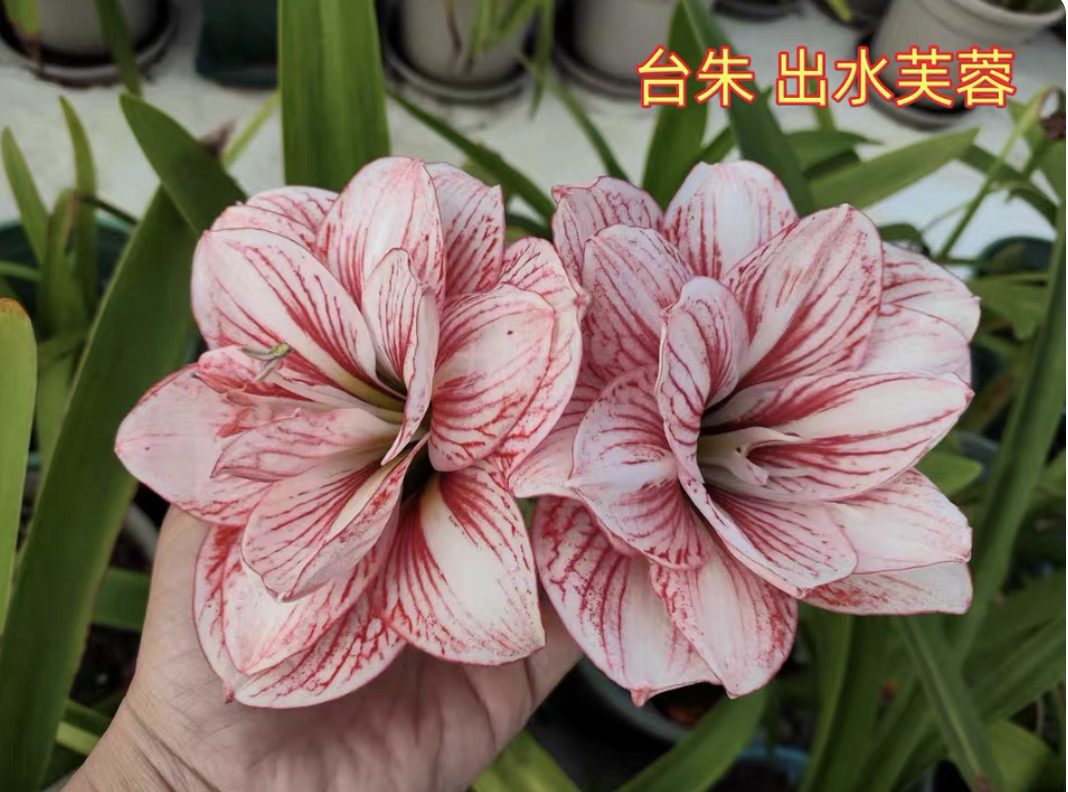 出水芙蓉朱顶红2厘米左右（黄叶蔫叶正常，不包养护，不接受慎拍）