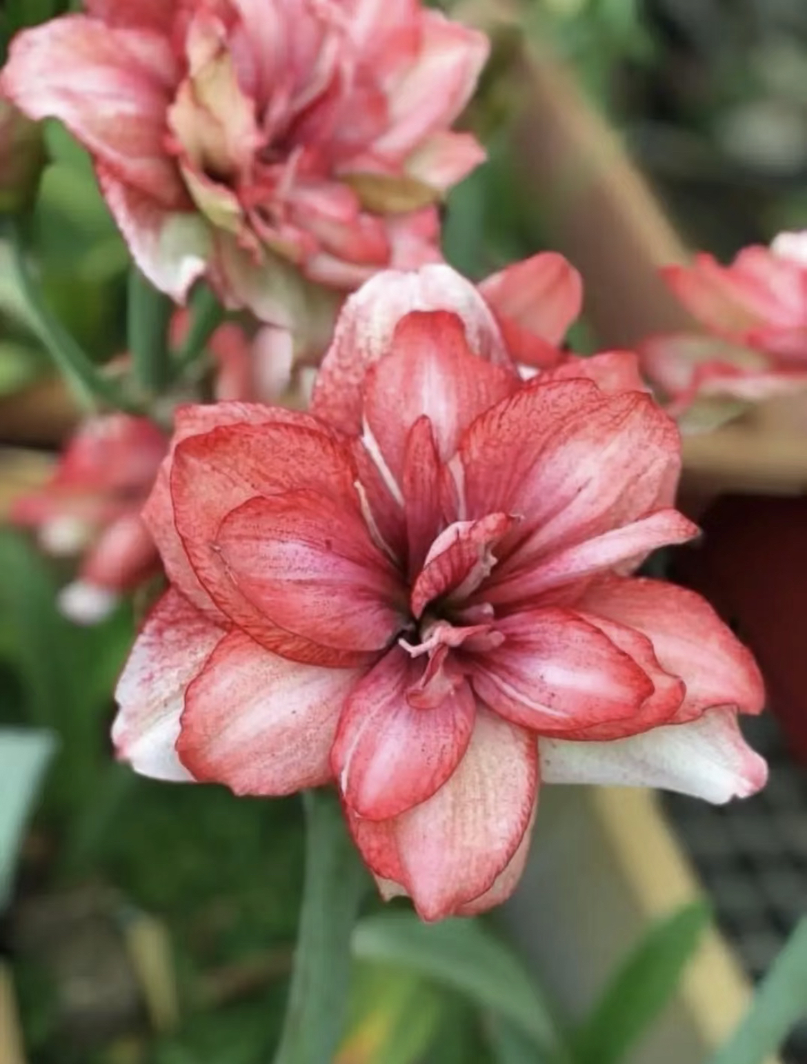 台朱秋意浓3厘米左右（黄叶蔫叶属正常情况，不包养护，不接受慎拍）