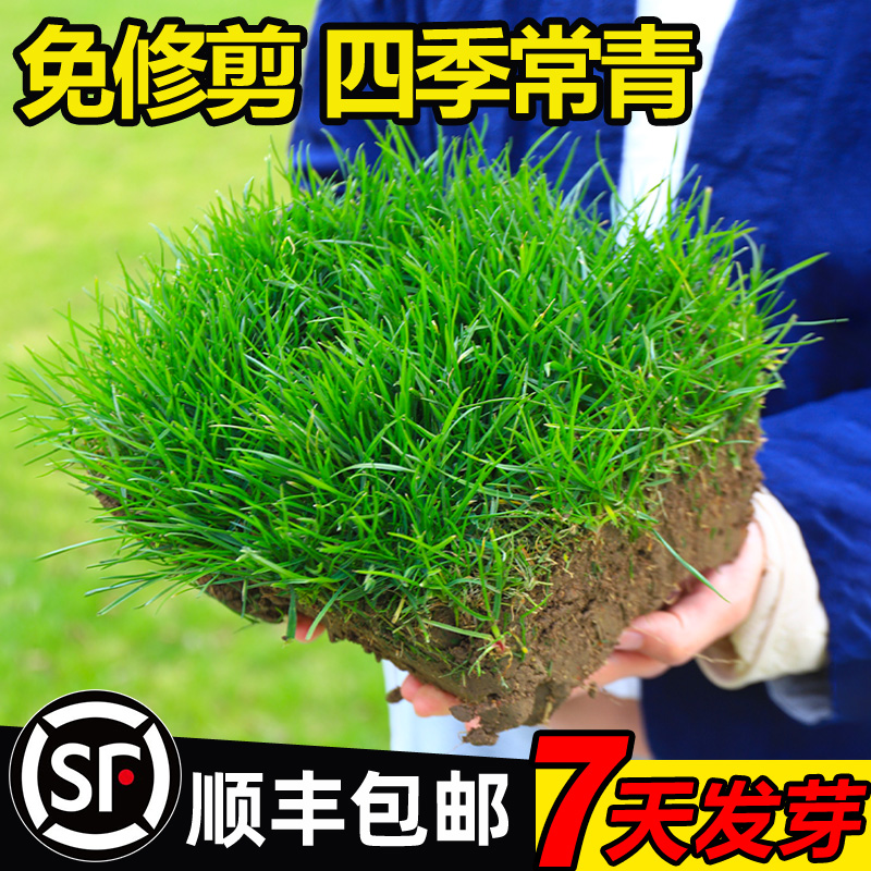 草坪草籽四季常青免修剪地毯草种子庭院绿化护坡狗牙根黑麦草皮子