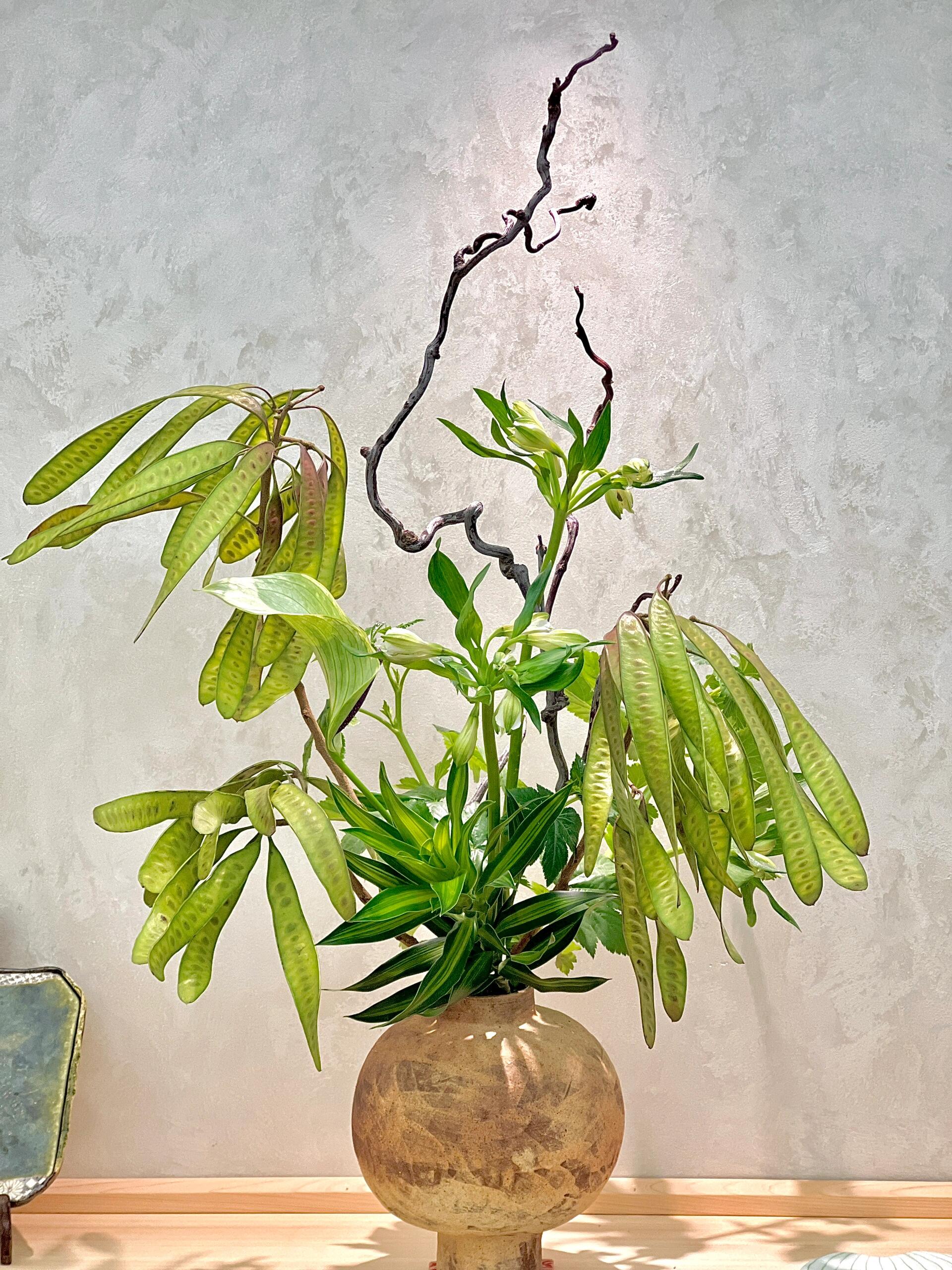 扁豆－水培精品花材－小众氛围感高质量-可做干花「昆明斗南直发」