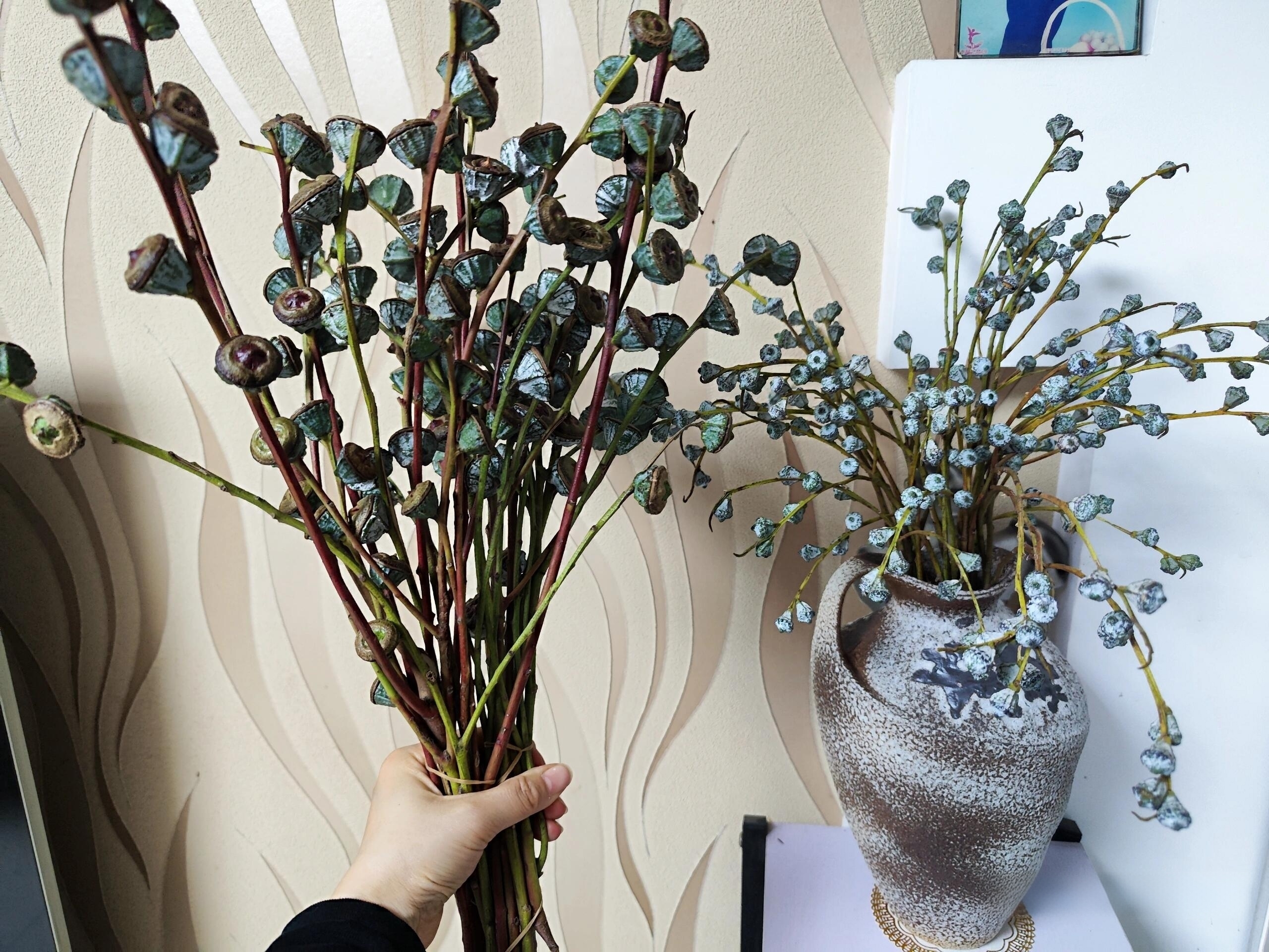 尤加利果云南新鲜尤加利鲜花－花期长－可做干花－昆明斗南直发家用