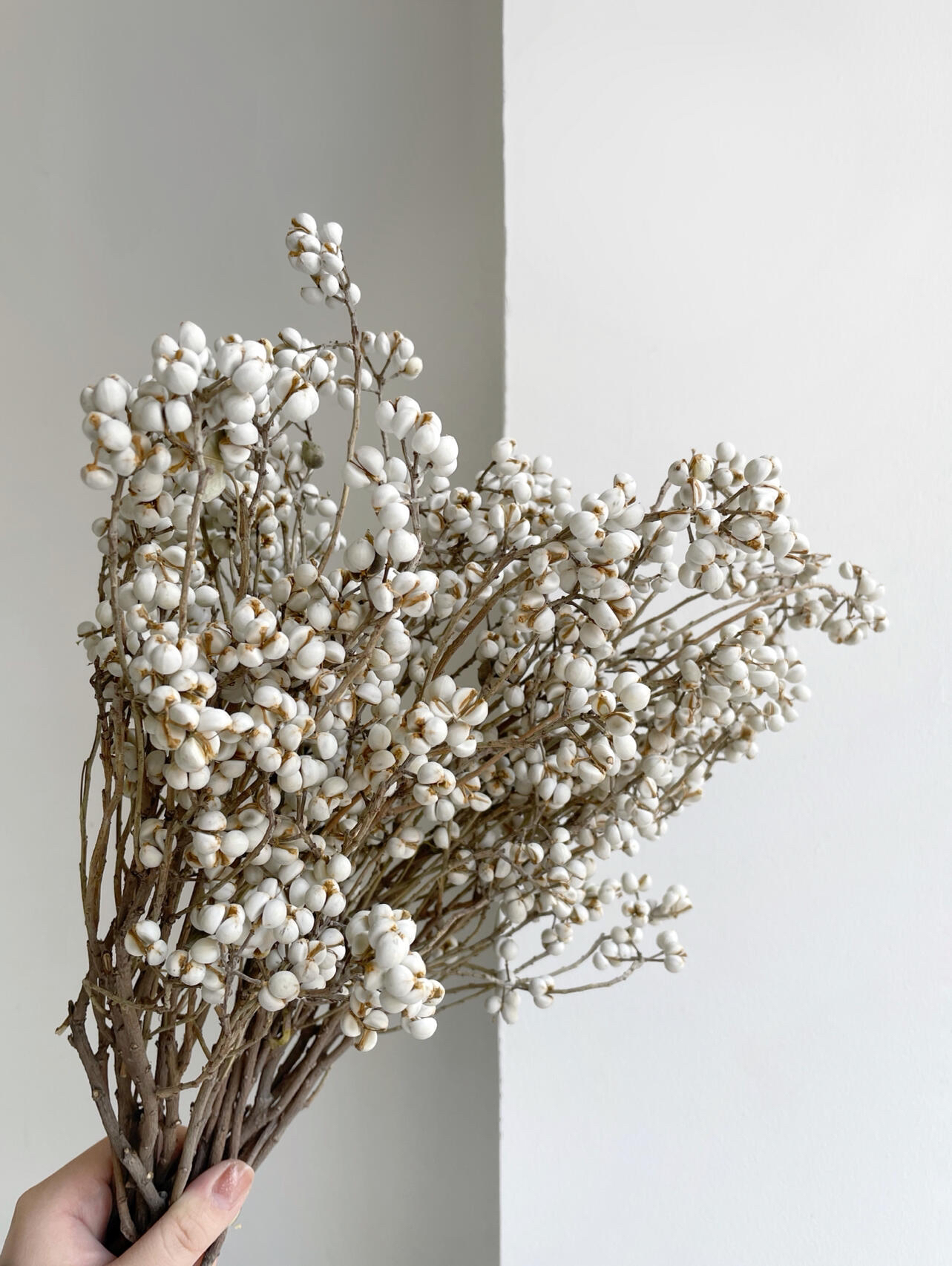 乌桕果-小白果-鲜切枝鲜花-高级小众-空间美学-昆明斗南直发