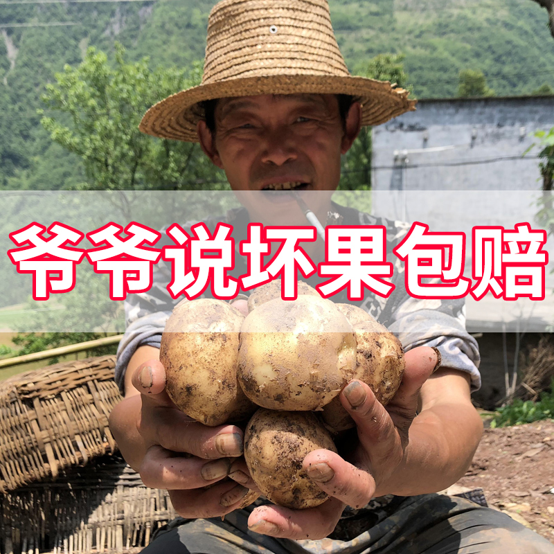 新鲜巫溪高山黄心洋芋土豆粉糯5斤10斤农家自种直销黄心土豆优质