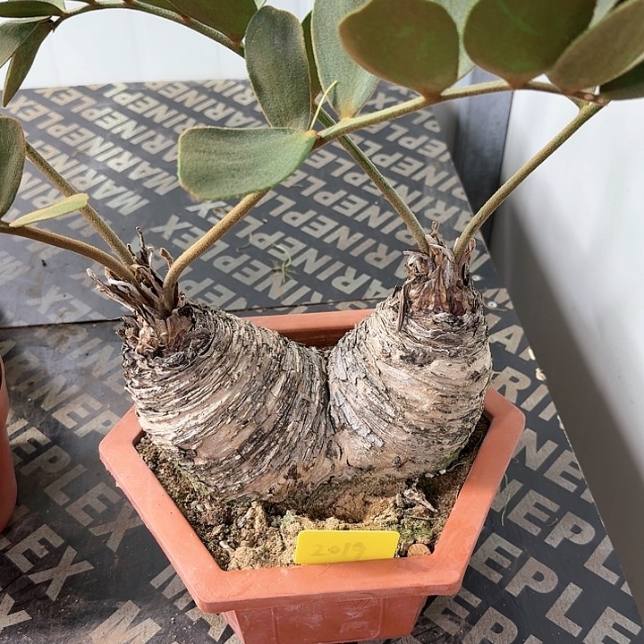 墨西哥铁树多肉植物