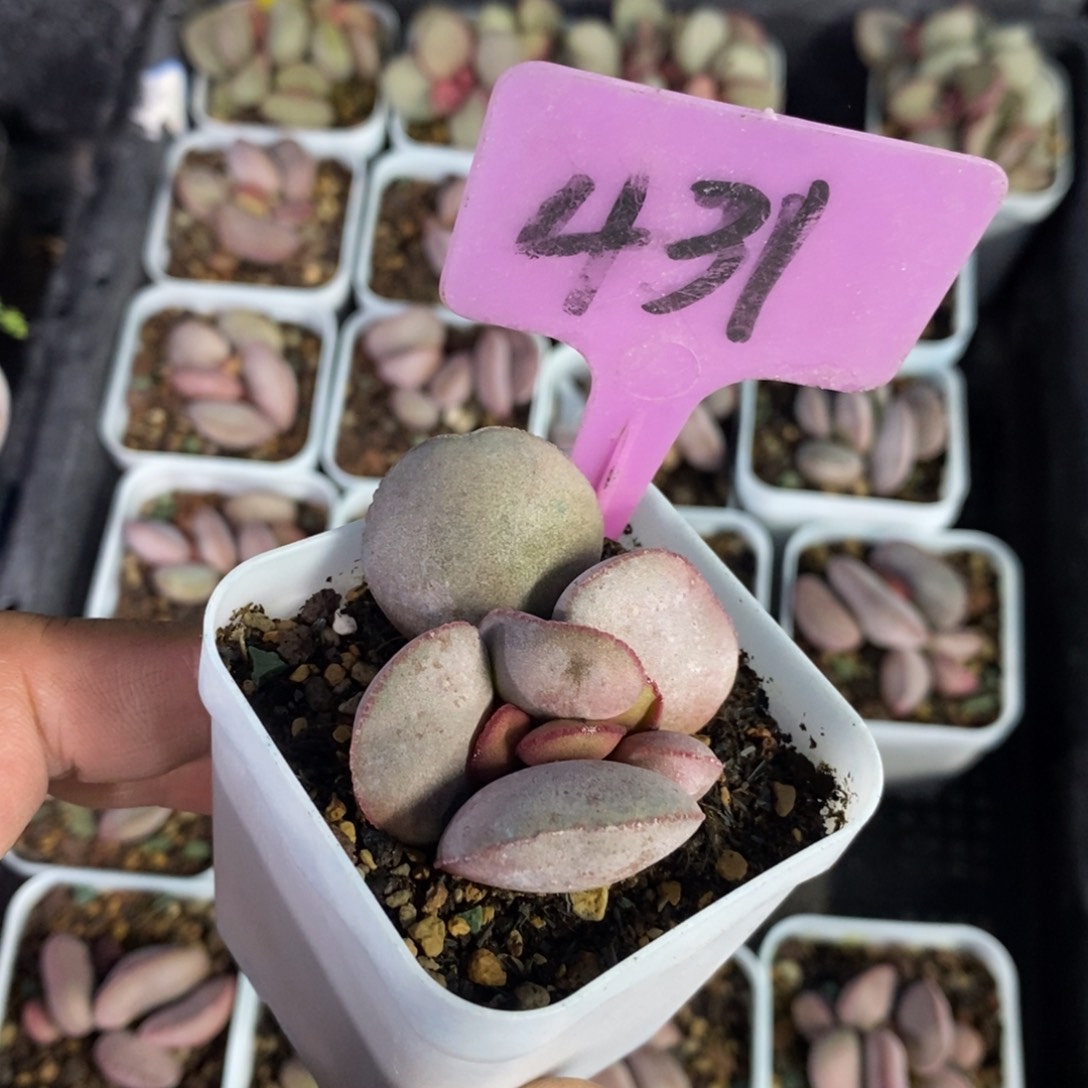 红蛋水泡多肉植物一个