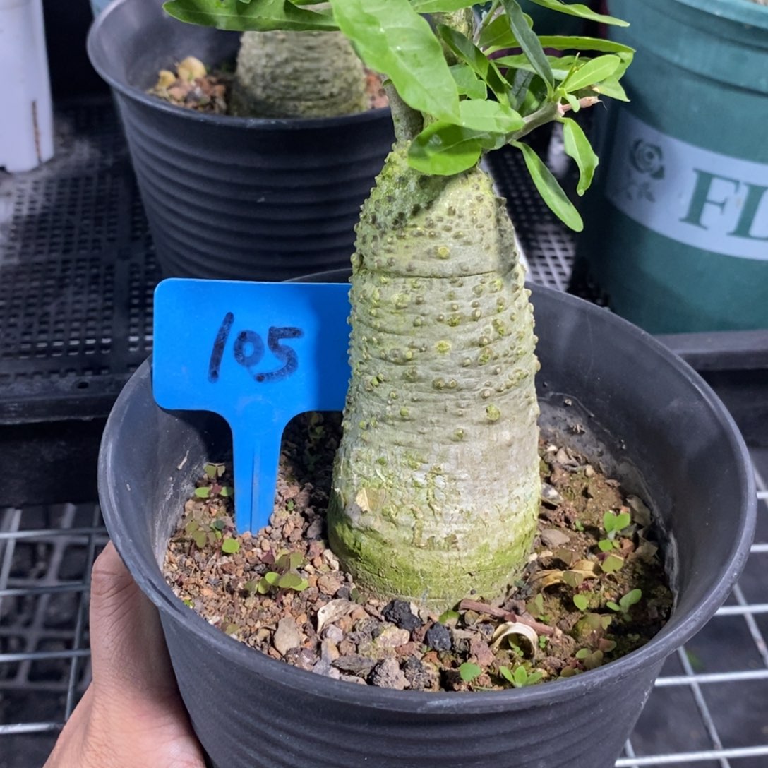 火星人多肉植物一个