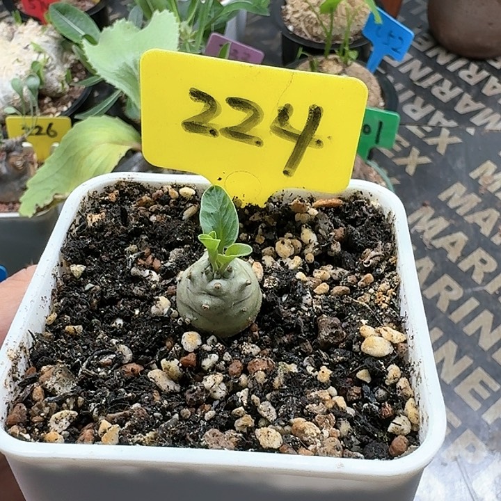 羊玉大戟多肉植物