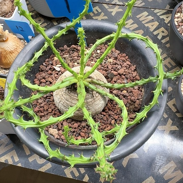 蓬莱岛大戟多肉植物