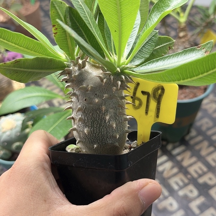 西巴女王多肉植物一个