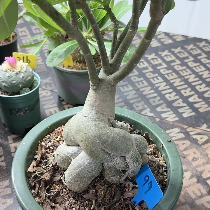 沙漠玫瑰多肉植物