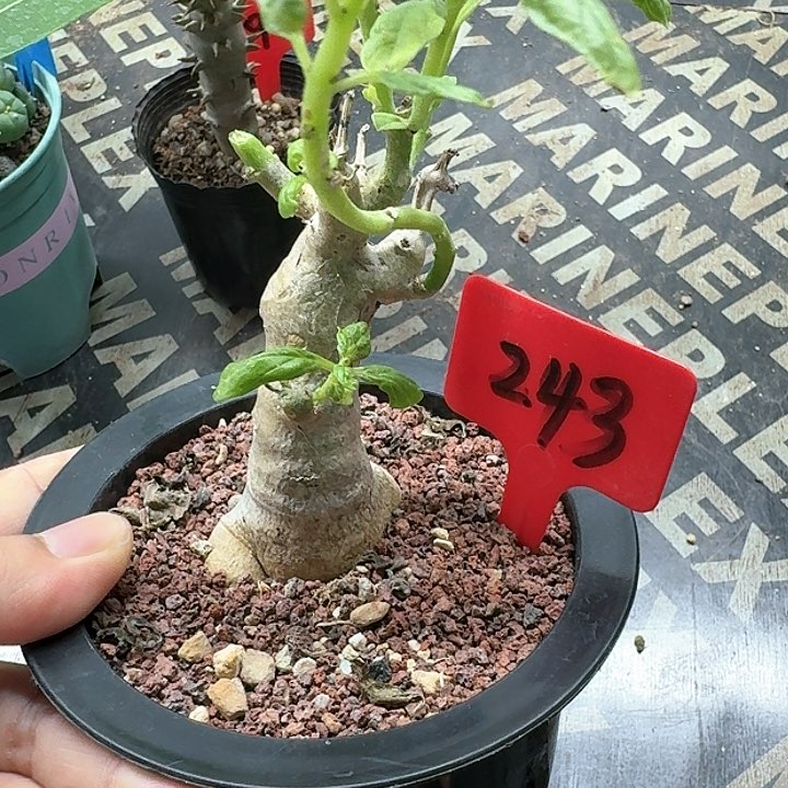 橙花古城多肉植物