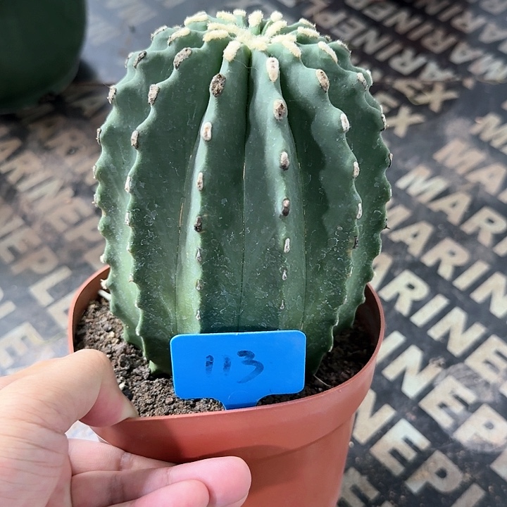 无刺王冠龙多肉植物一个