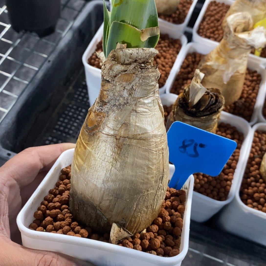 巨凤之卵多肉植物