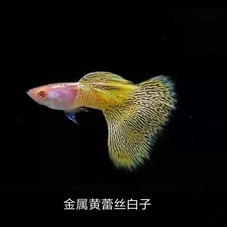 金属黄蕾丝白子孔雀鱼（录开箱视频，入缸不包损）