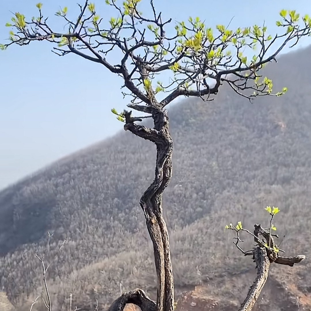 黄荆小叶崖荆盆景素材小老桩一物一拍（直播链接，私拍随机发货）