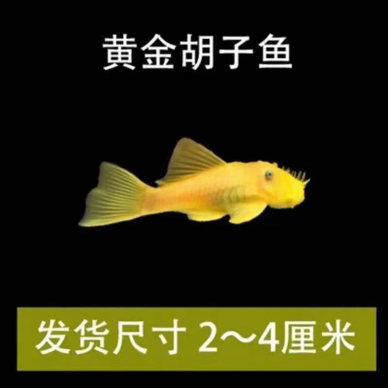 精品观赏鱼黄金胡子清缸鱼小型热带淡水观赏鱼好养耐活