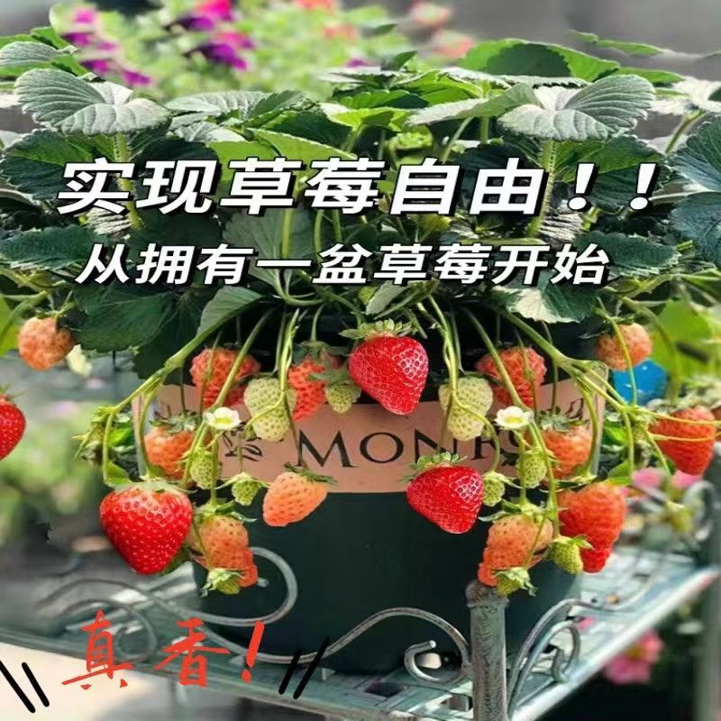 草莓苗原盆原土南北方种植室内外种植阳台