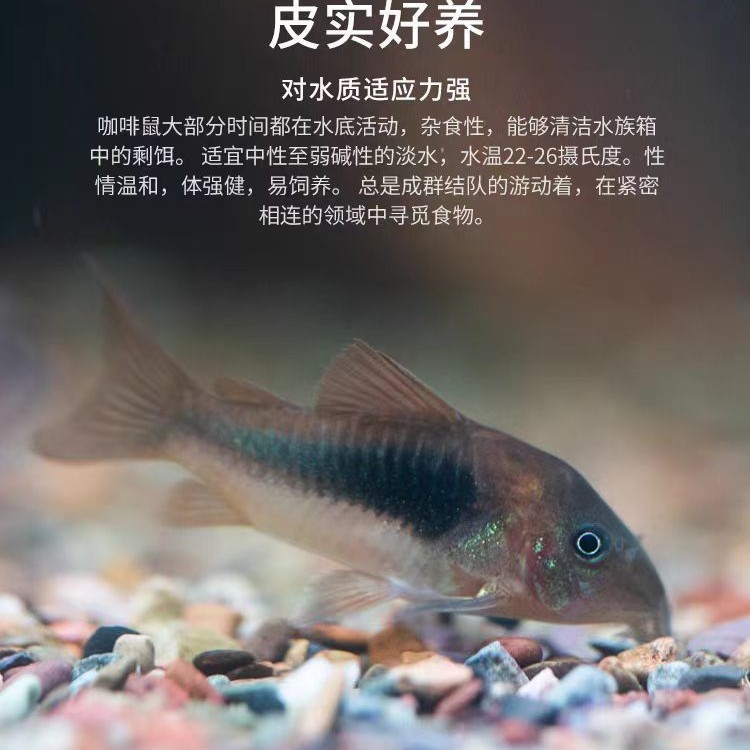咖啡鼠鱼水族鱼缸观赏鱼淡水清洁工具鱼底栖鱼活体