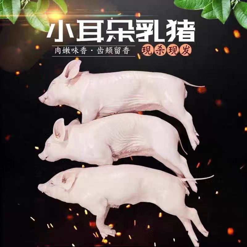 新鲜整只小香猪冷链冻乳猪江苏乳猪酒店烧烤脆皮烤乳猪批发6-20斤