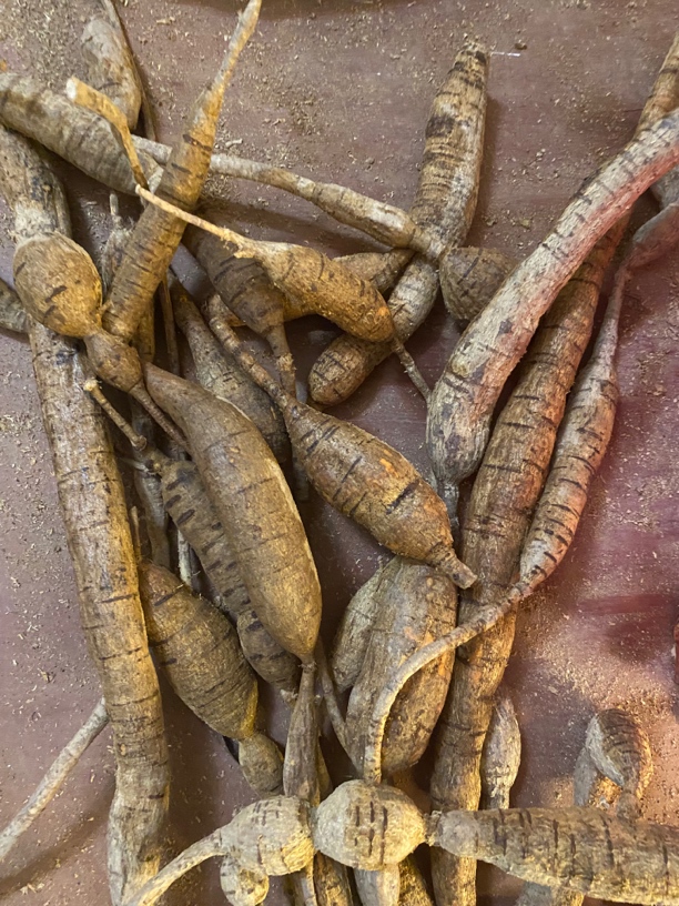 新店开张福利现挖大力薯山莲藕