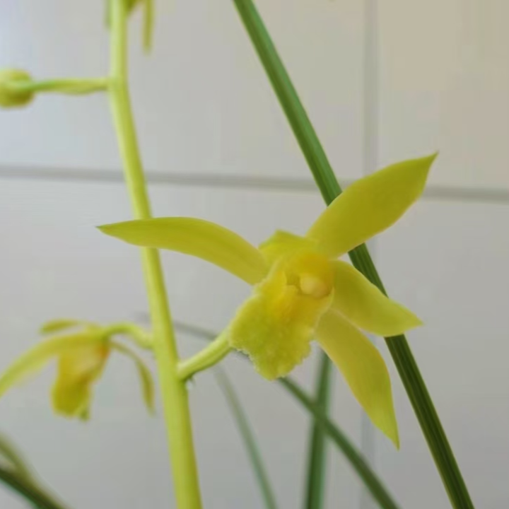 九华蕙兰湖北随州原产地原生种苗素心浓香