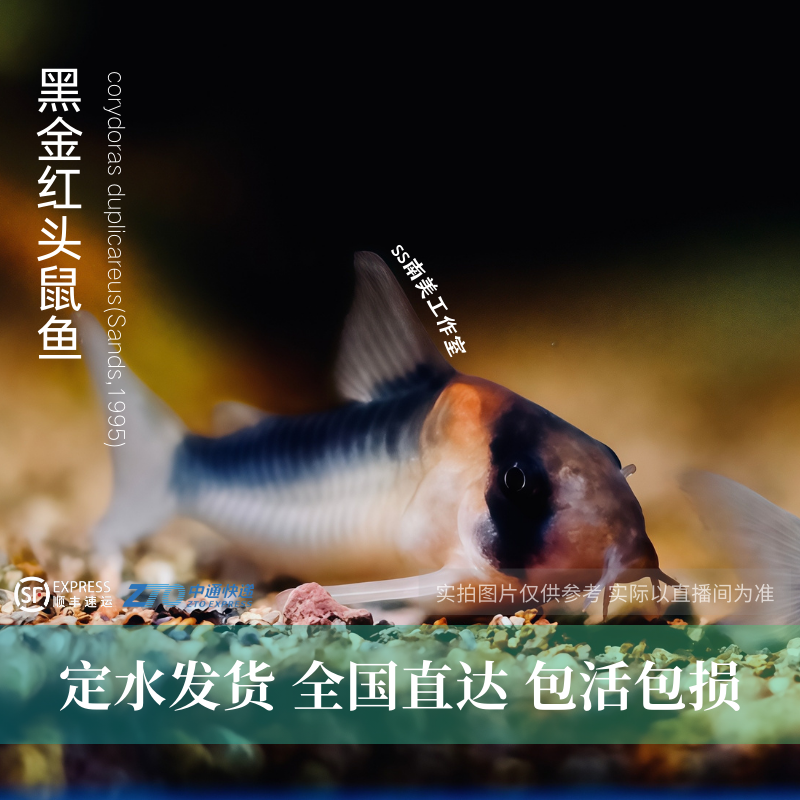 SS南美工作室 黑金红头鼠鱼