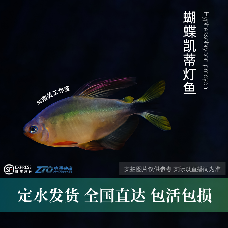 SS南美工作室 蝴蝶凯蒂灯鱼