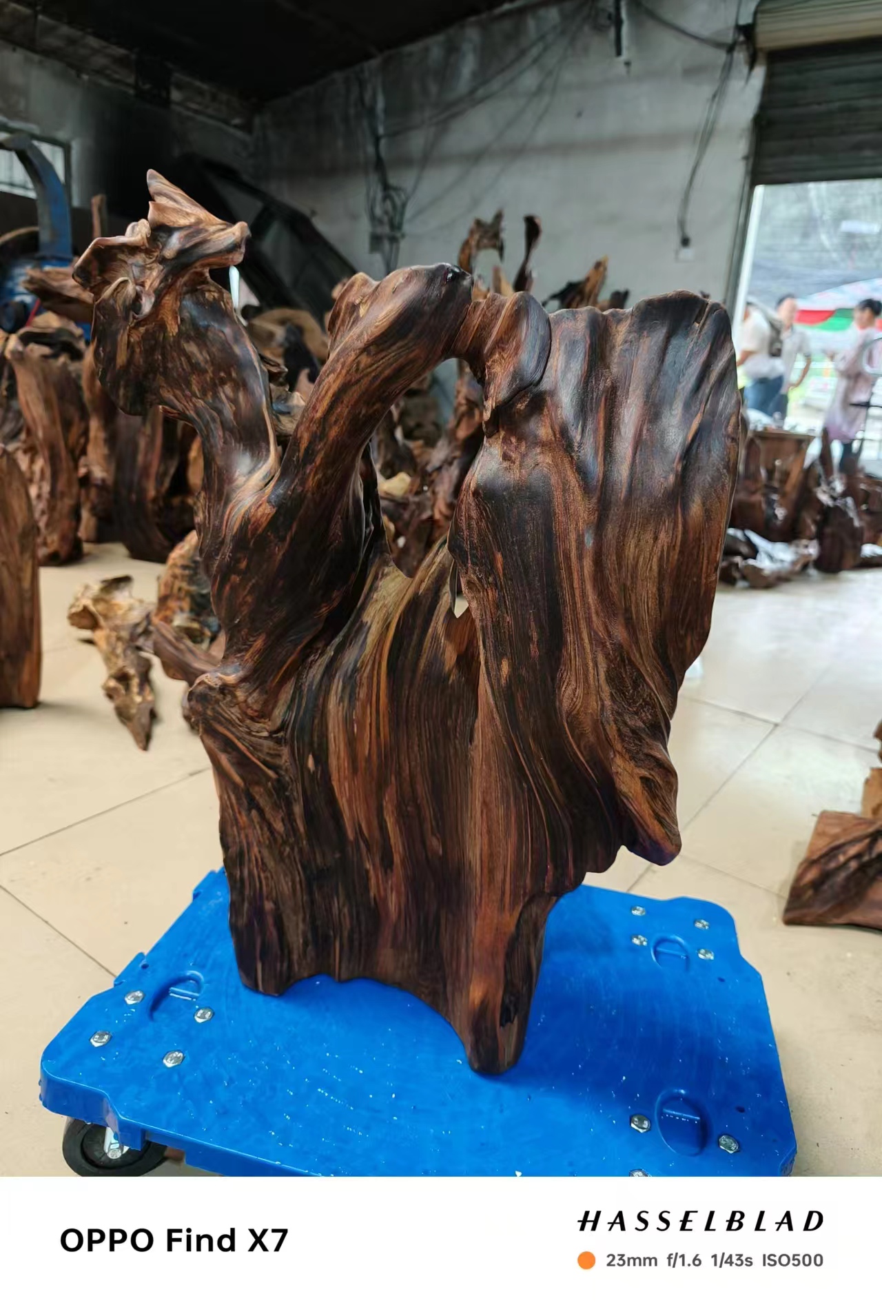 一物一拍直播为准 药香果香  香木