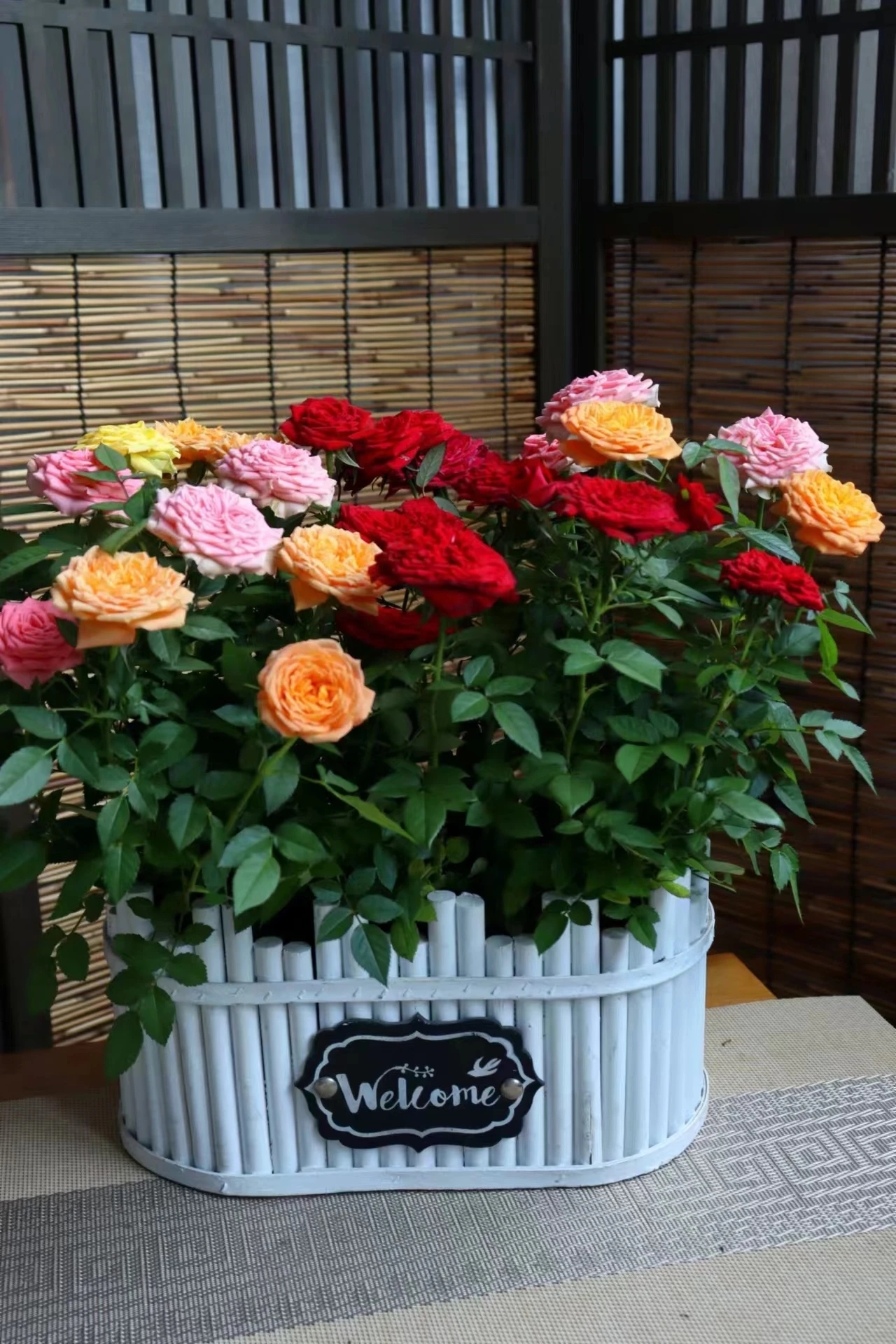 38女神特惠4盆福利（海神王，黄金甲，淑女，红珍珠）玫瑰带花苞盆栽