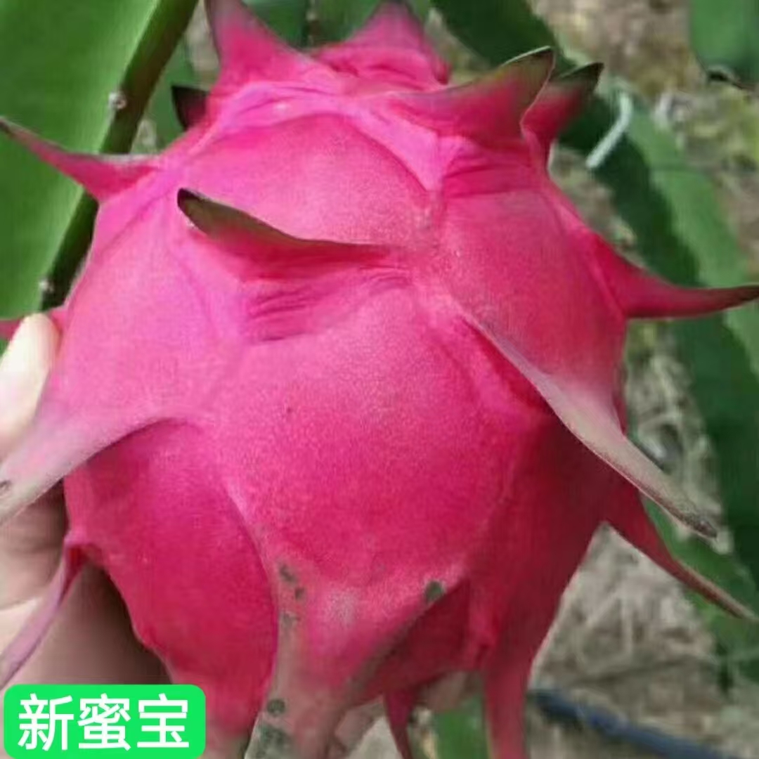 新蜜宝红心火龙果苗  阳台花园盆景盆栽火龙果苗 火龙果种植基地