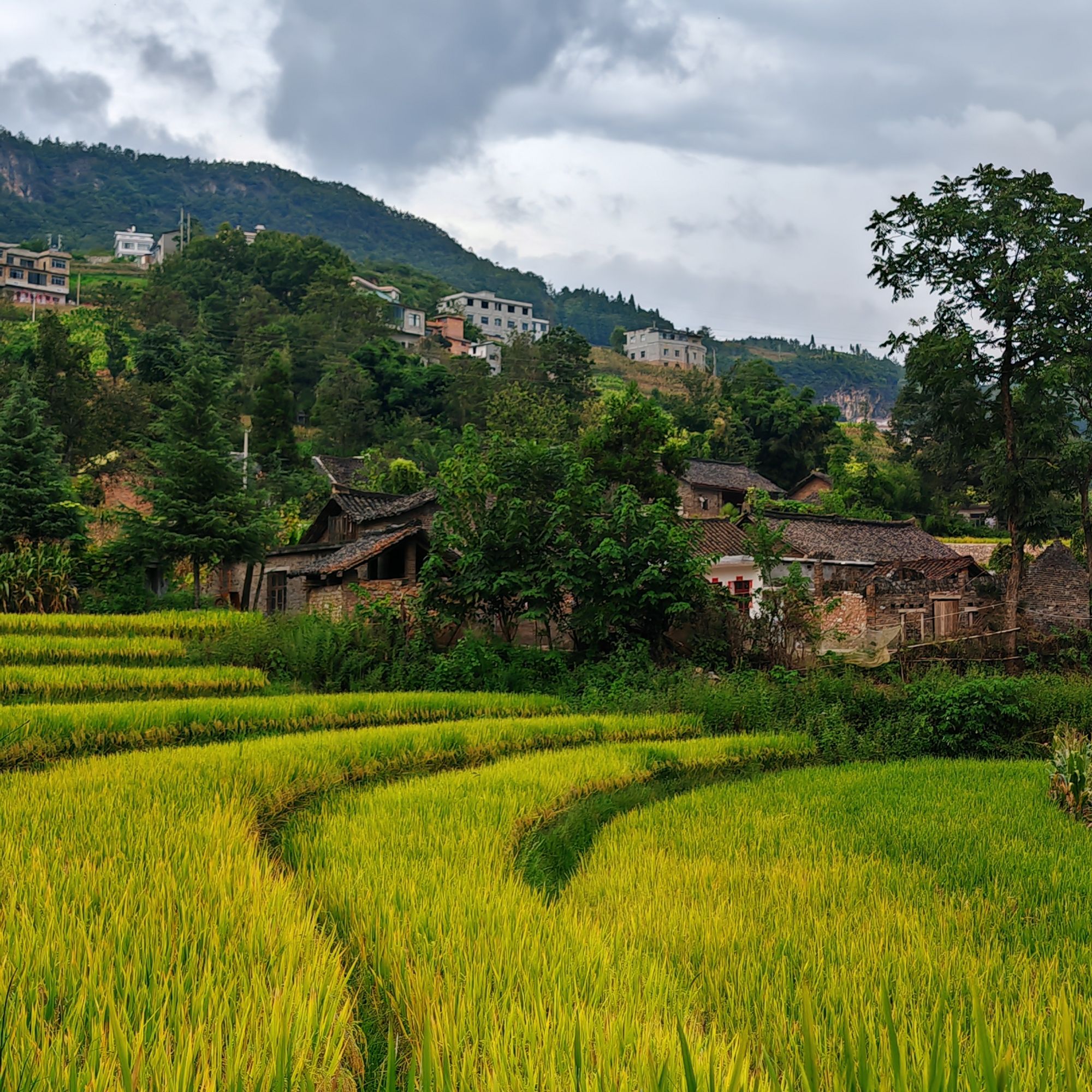 【丰收节】贵州高山农家自种新米今年新米现磨现发煮饭煮粥香米