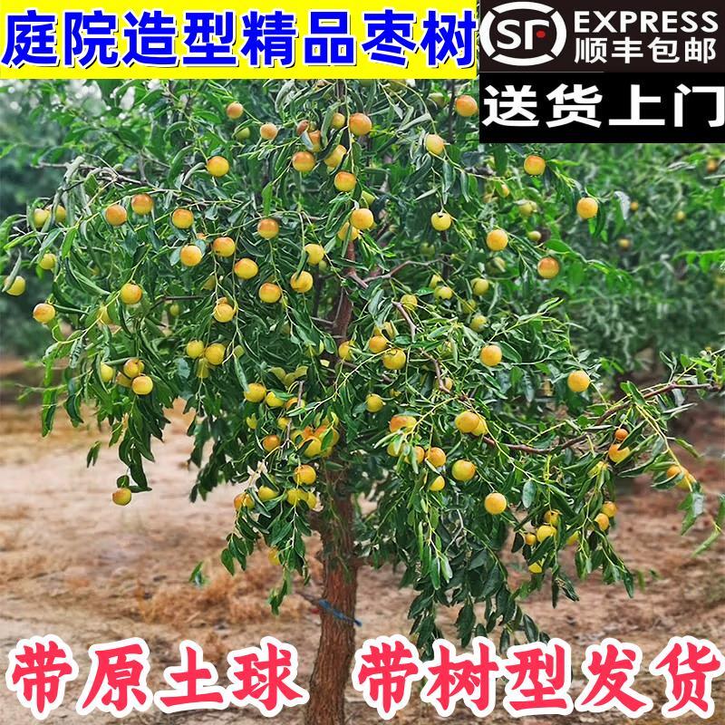 枣树苗造型大树庭院花园阳台楼顶盆景地栽冬枣蟠枣南北方种植枣苗