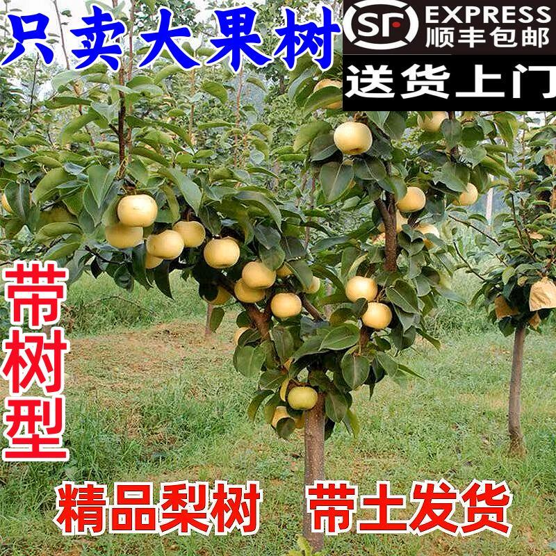 梨树苗造型果树庭院花园阳台楼顶盆栽地栽秋月红皮彩虹梨树果树