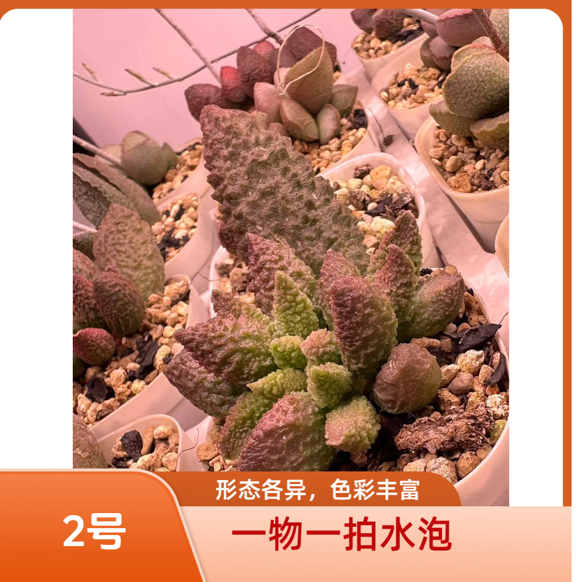 多肉植物水泡一物一拍链接2号