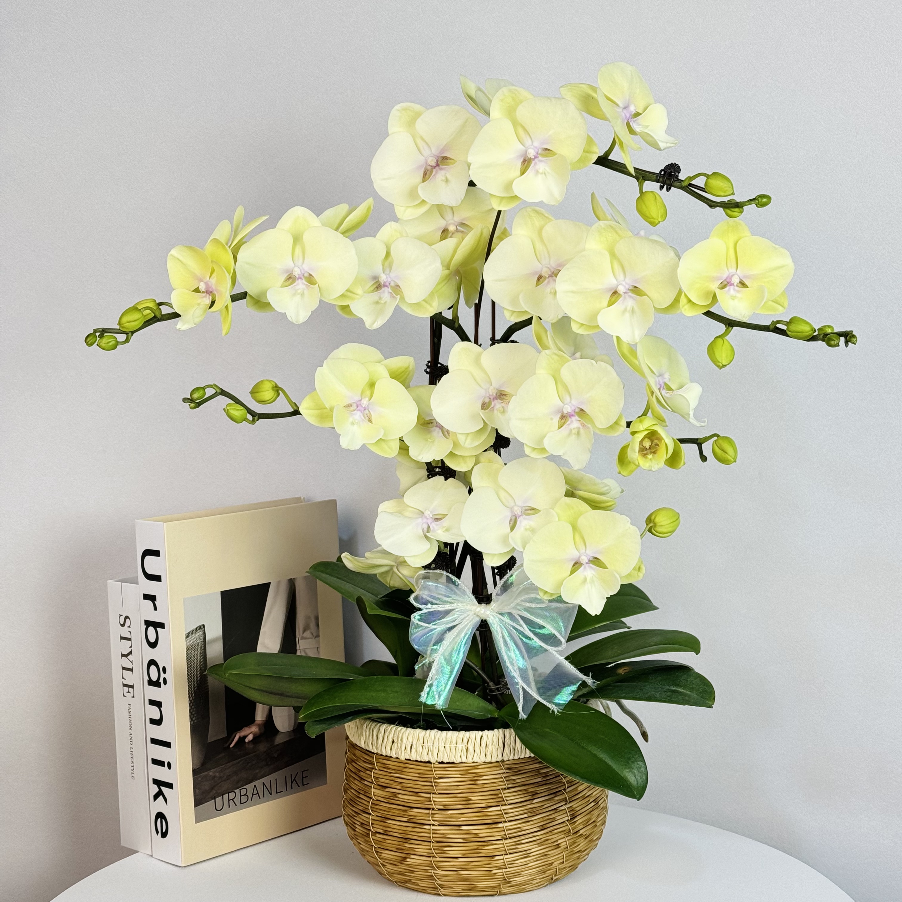 蝴蝶兰【星月大舌头】大花型  高档型 星月大舌头蝴蝶兰