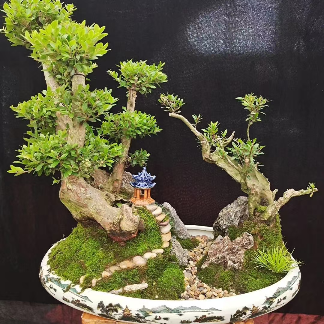 一物一拍(基地盆景）