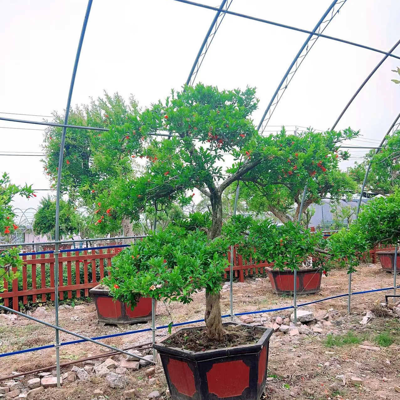 大红袍盆景造型树