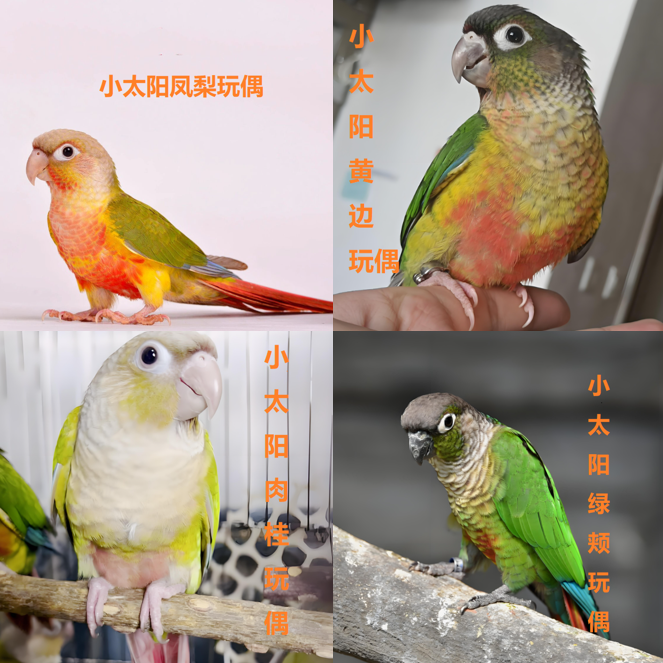 小太阳养殖预定专拍（先发预订卡）10月底选宝贝选不到喜欢可退款
