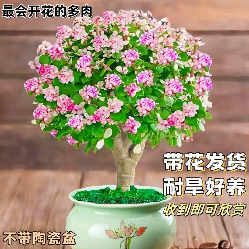Q棒棒糖整桩 新手养活品相好室内外好养耐旱云南基地发货包售后