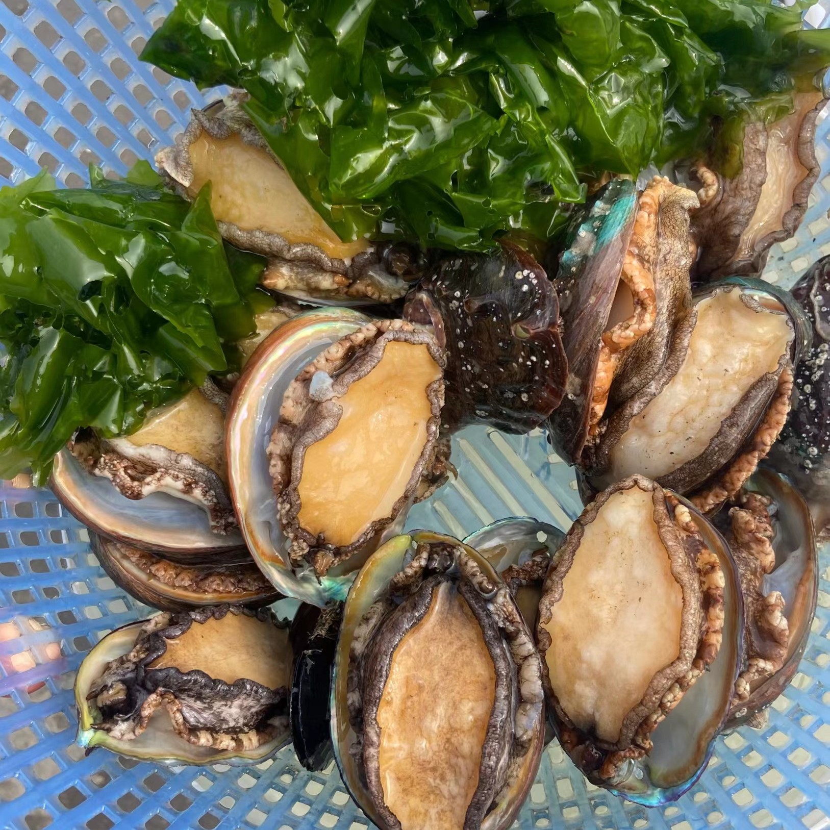 不浸泡鲍鱼7头左右鲜活速冻锁鲜日照顺丰发货24个煲汤 红烧 