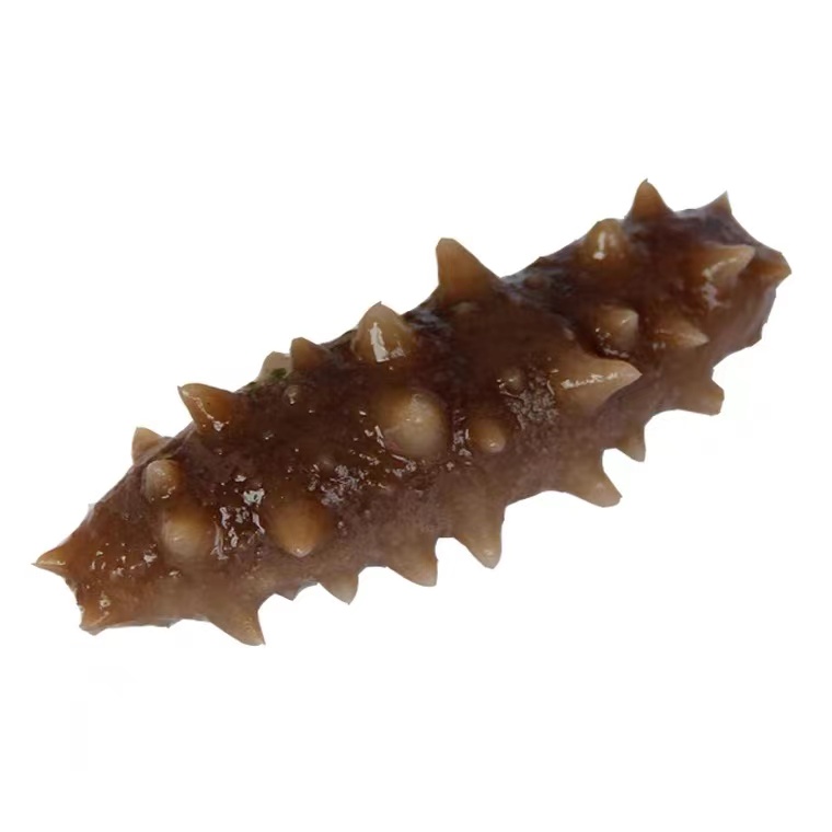 鲜食大海野捕海参营养补品山东日照顺丰14-15个左右/斤 2斤发货