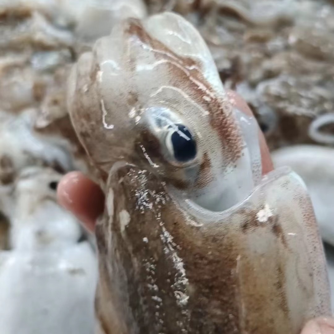 日照本地金乌贼大板乌墨鱼 速冻顺丰发货3-5条/4斤 煲鸡汤 包饺子