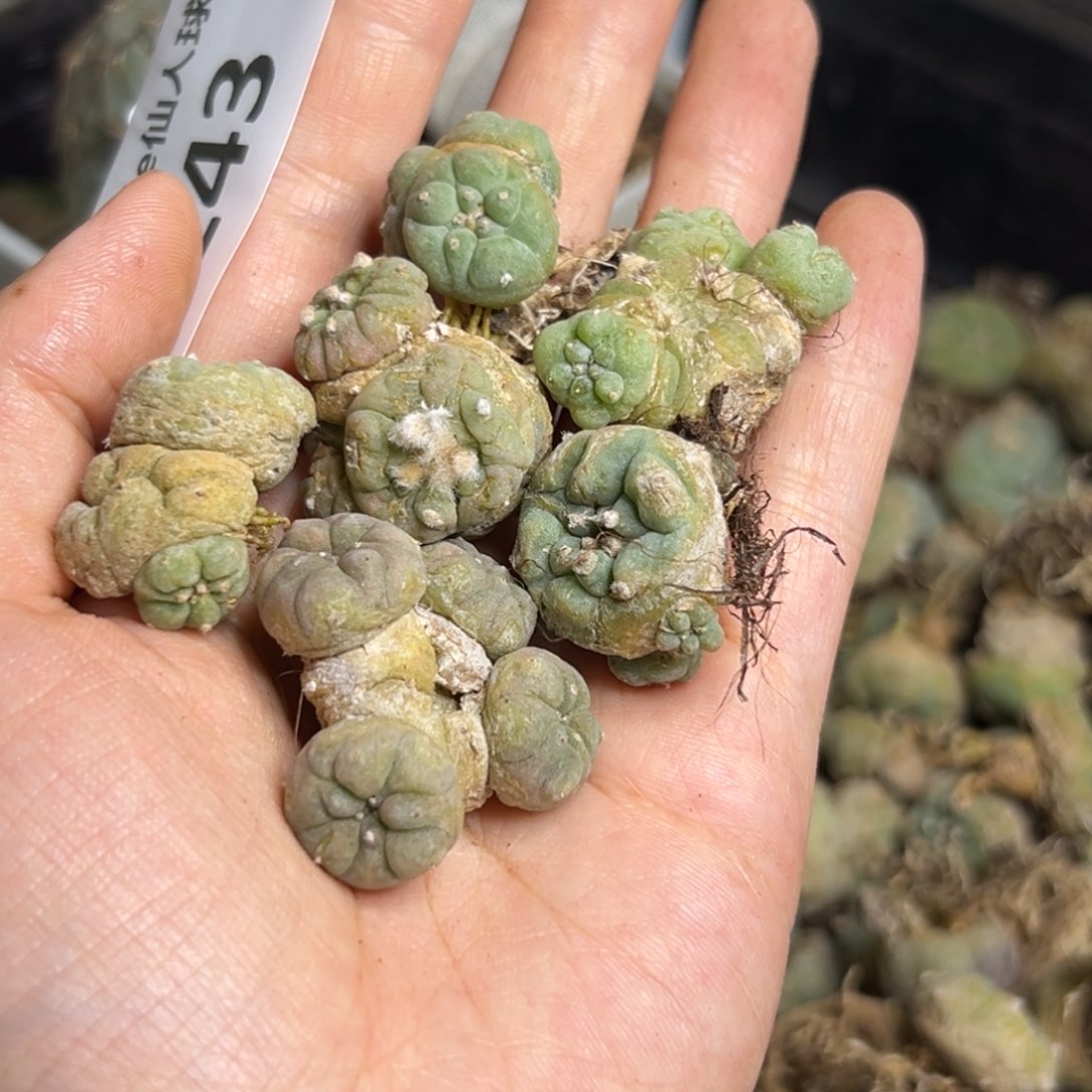 用****6243仙人球的故事是